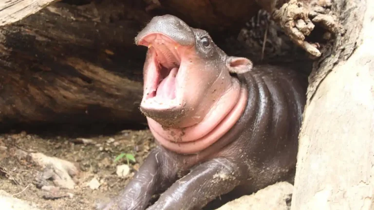 hippo Moo Deng coin